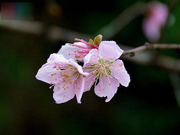 Vì sao nhiều người Việt 'sợ' Tết nguyên đán?