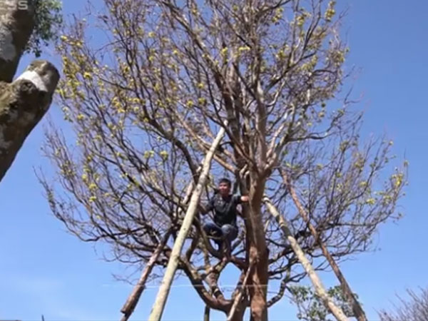 Video: Mai 'phu thê' trăm tuổi ở Tây Ninh