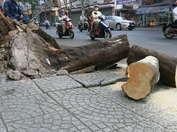 Cây xanh bật gốc đè 4 người ở Sài Gòn