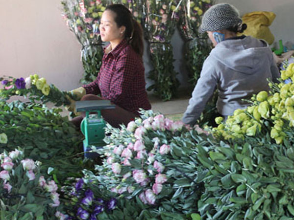 Hoa Tết Đà Lạt giá cao, rau rẻ