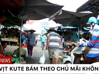 Chú vịt lẽo đẽo theo chủ đi từ nhà ra chợ mà không hoảng sợ khi qua quầy thịt gia cầm