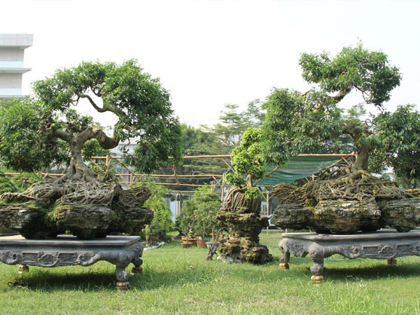 Cổ thụ giá 4 tỷ ở 'chợ hoa nhà giàu' Sài Gòn ngày cận Tết