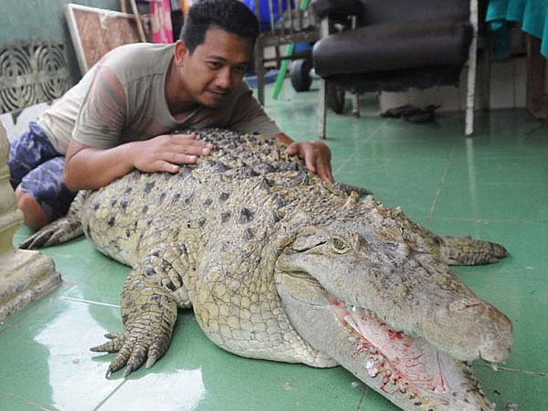 Gia đình Indonesia sống cùng nhà với cá sấu 200 kg
