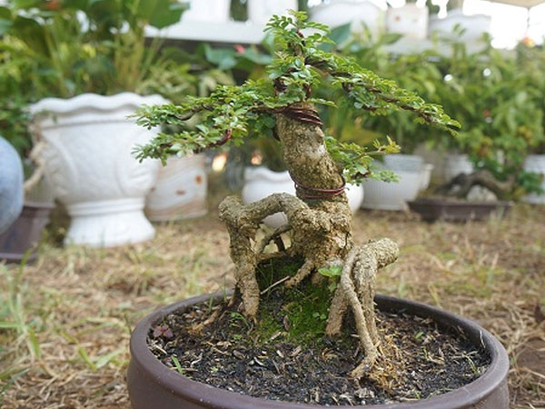 La liệt bonsai độc lạ giá cả cây vàng 'đại náo' thị trường Tết 2018