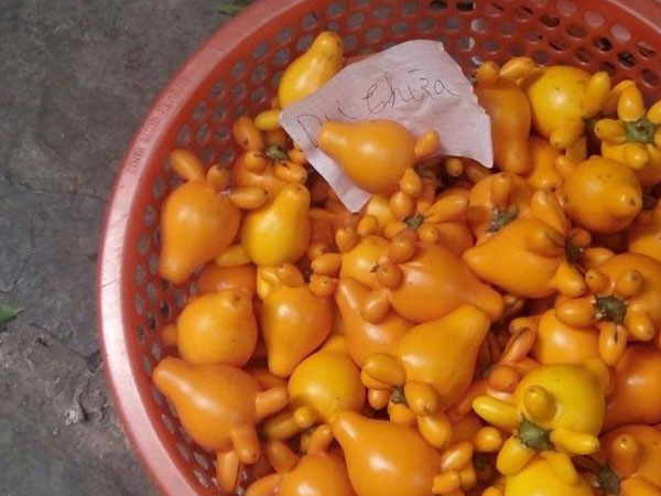 Loại quả có độc tố dẫn đến chết người được mua bày mâm ngũ quả ngày Tết