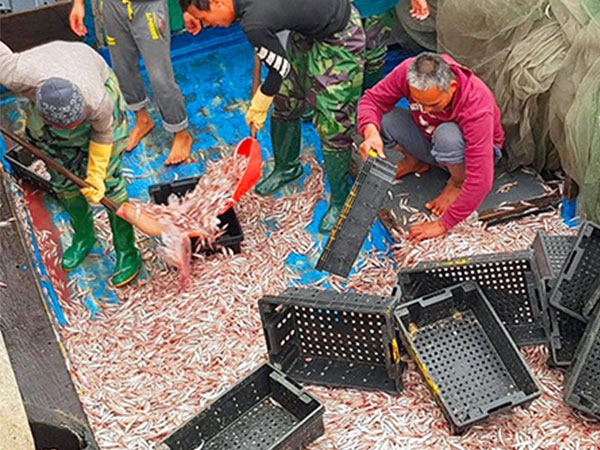 Ngư dân Hà Tĩnh trúng đậm 200 tấn cá cơm