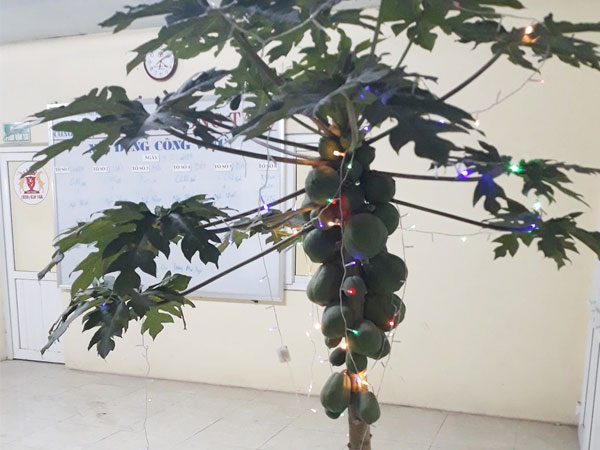 Sếp giao đi mua đào quất, nhân viên 'xin' nguyên cây đu đủ trĩu quả về công ty chưng Tết