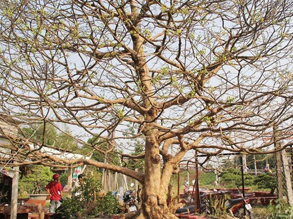 Video: Cây mai 90 năm tuổi được chào bán 1,6 tỷ đồng ở miền Tây