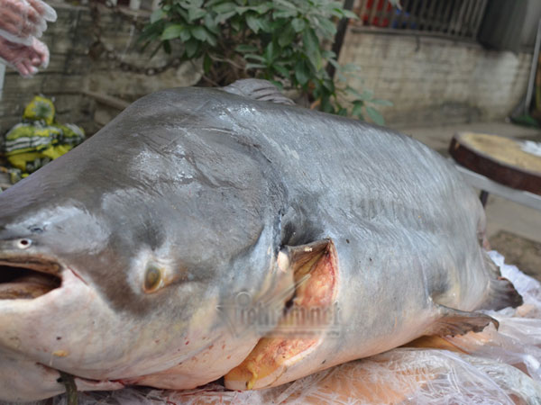 Đại gia Hà Nội xẻ thịt thủy quái 120kg đãi khách ngày tết
