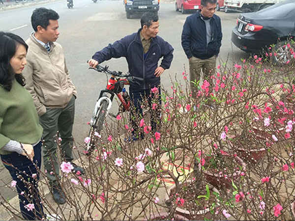 Giá đào tăng vọt ngày giáp Tết