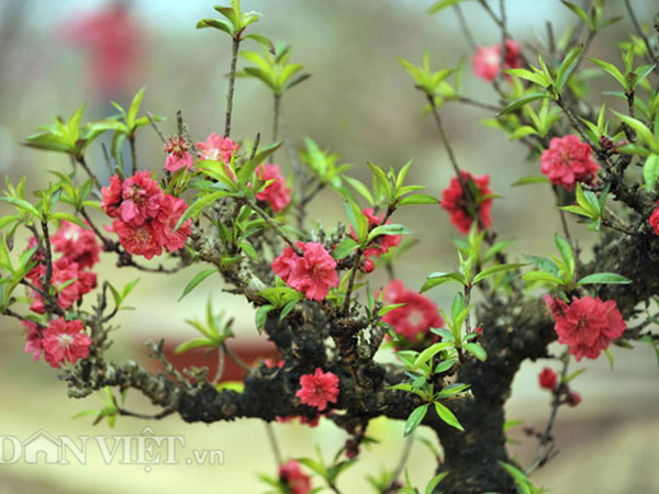 Loại đào 'tiến vua' có gì đặc biệt mà có giá bán tới hàng chục, hàng trăm triệu đồng?