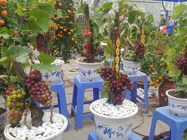 Cây Tết siêu độc, chị chủ vừa bán vừa tiếc