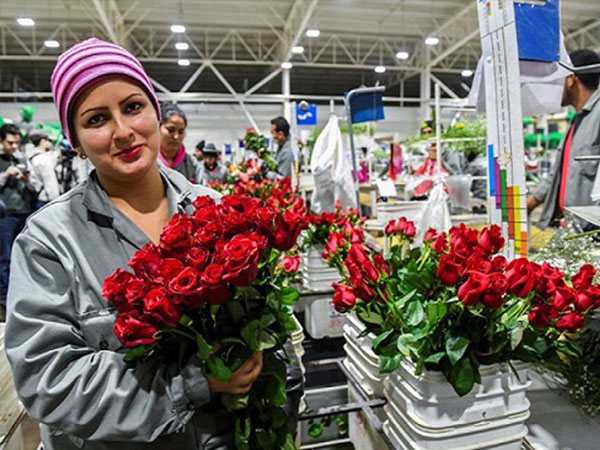 Valentine giải cơn khát việc làm cho người Colombia thất nghiệp