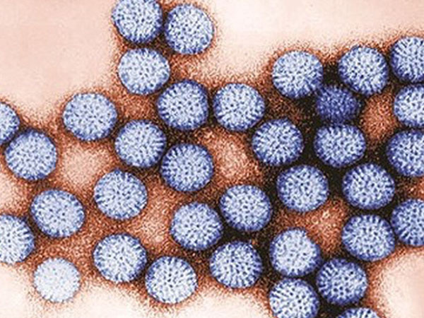 Virus nguy hiểm gây tử vong hàng đầu ở Việt Nam