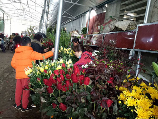 Bất ngờ: Hoa hồng thờ Tết đắt gấp 10 lần mà vẫn cháy hàng