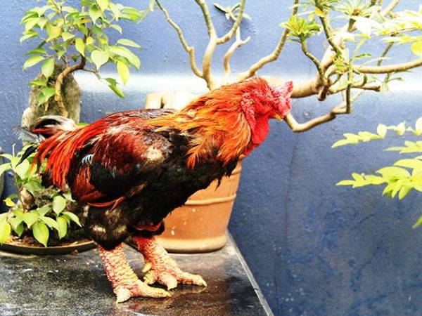 Gà Đông Tảo giá chục triệu 'cháy hàng' ở Sài Gòn