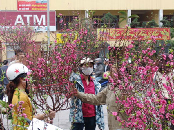 Mới 29 Tết lái buôn, nhà vườn đã xả hàng, bán chạy hoa, quất cảnh