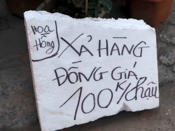 Hoa, cây cảnh Tết giảm 80%: Chỉ mong gỡ lại vốn