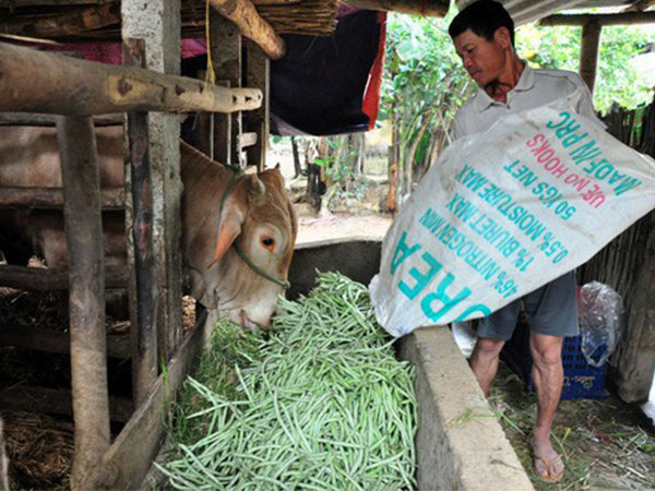 Nước mắt người trồng rau ngày mùng 3 Tết