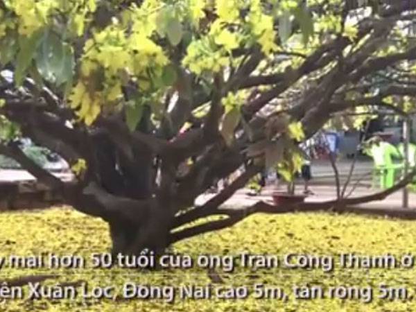 Video: Cây mai được trả 2 tỷ đồng thu hút hàng nghìn khách tham quan