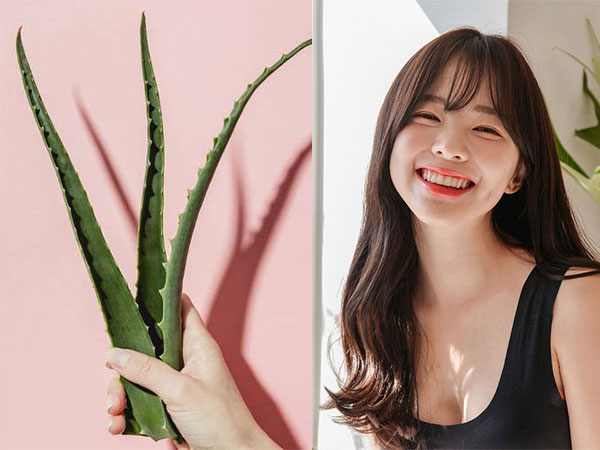 Chẳng cần đầu tư đồ đắt tiền, chỉ chút gel nha đam là đủ để bạn phục hồi cho tóc mềm mượt, bồng bềnh sau Tết