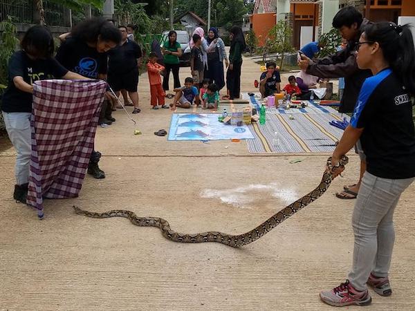 Hổ mang chúa tràn lan thành phố lớn nhất Indonesia