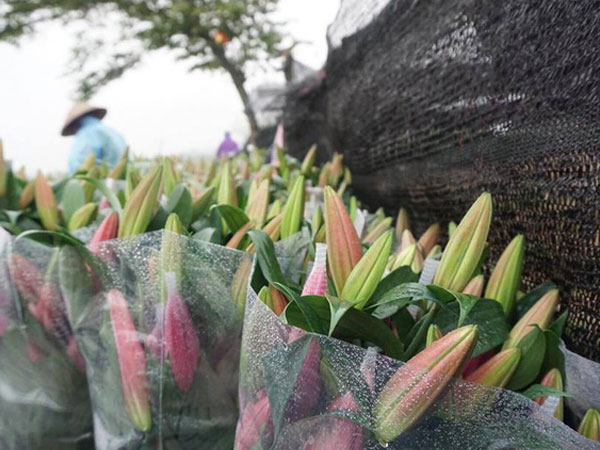 Hà Nội: Làng hoa Tây Tựu nở trái mùa, nông dân khóc ròng vì cắm nhà trả nợ