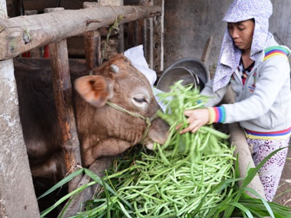 Giá rau xanh giảm đến 50 lần, nông dân đổ cho bò ăn