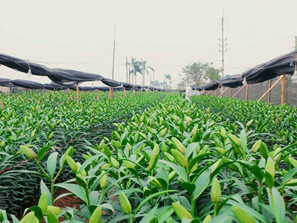 Nông dân Tây Tựu: ‘Kêu gọi giải cứu hoa ly, thương lái về ép giá’