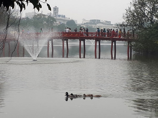 Bất ngờ xuất hiện 'đàn vịt trời' tại hồ Gươm