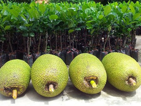 Thương lái Trung Quốc ồ ạt gom mít Thái