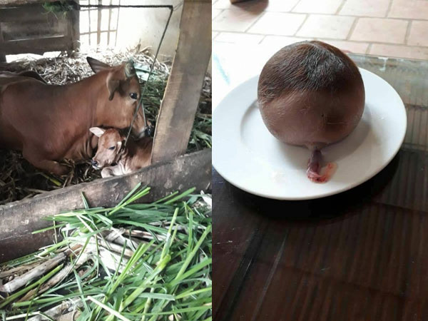Bò đẻ ra một ‘vật lạ’ to như đầu trẻ sơ sinh