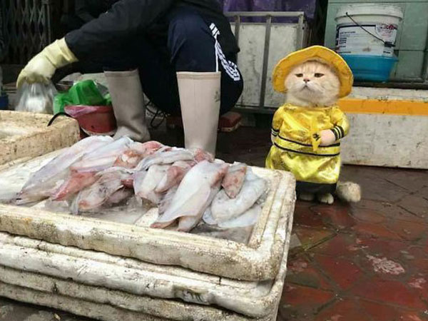 Chú mèo bán cá, thịt gây sốt ở chợ Hải Phòng