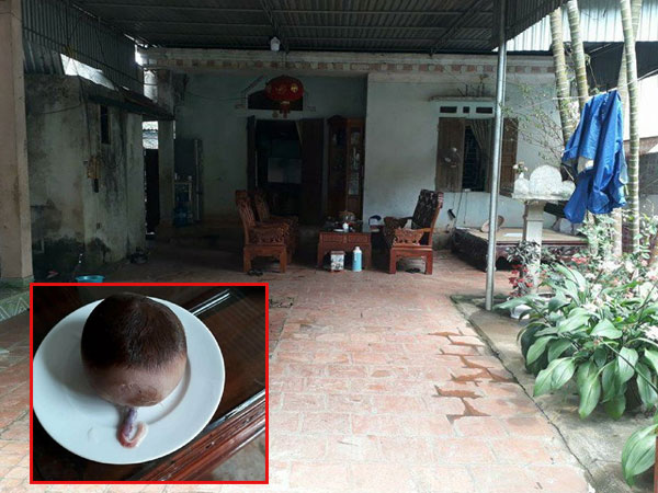 Thanh Hoá: Cận cảnh 'sọ dừa' do bò đẻ gây xôn xao dư luận