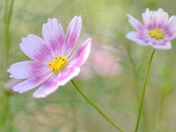 Thứ Năm của bạn (8/3): Song Ngư cần chú ý giữ kỷ luật