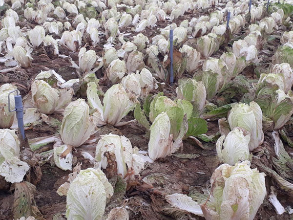 Hoa ly 2.000 đồng/cành, dưa chuột 3.000 đồng/kg: Cũng chỉ tại thời tiết