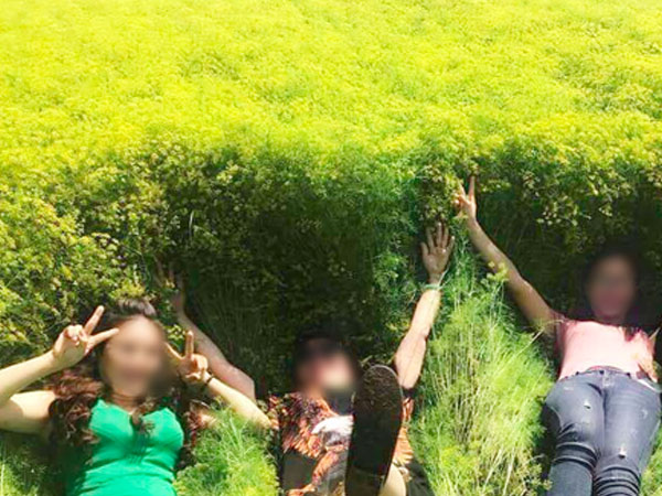 Cánh đồng hoa thì là ở Ninh Thuận vừa mở cửa 4 ngày đã vội vàng đóng cửa do bị khách tham quan giẫm đạp
