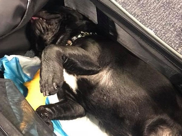 Chú chó bulldog chết thảm trên chuyến bay của United Airlines sau khi tiếp viên hàng không yêu cầu nhét vào khoang hành lý