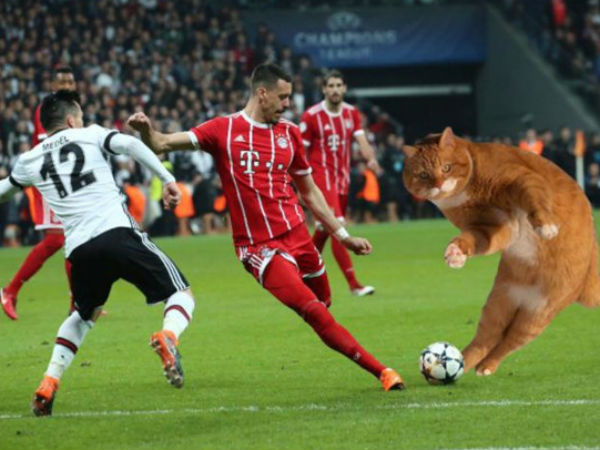 Trận đấu của Bayern bị gián đoạn vì một chú mèo
