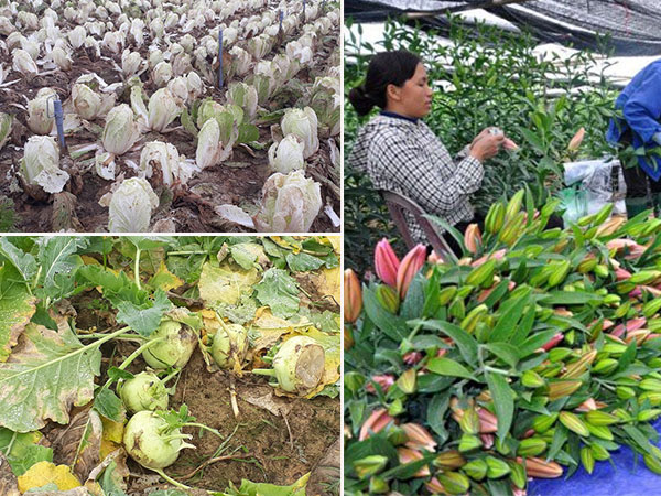 Rau thối đầy đồng, mang đổ xuống sông: Bộ ra công văn hỏa tốc