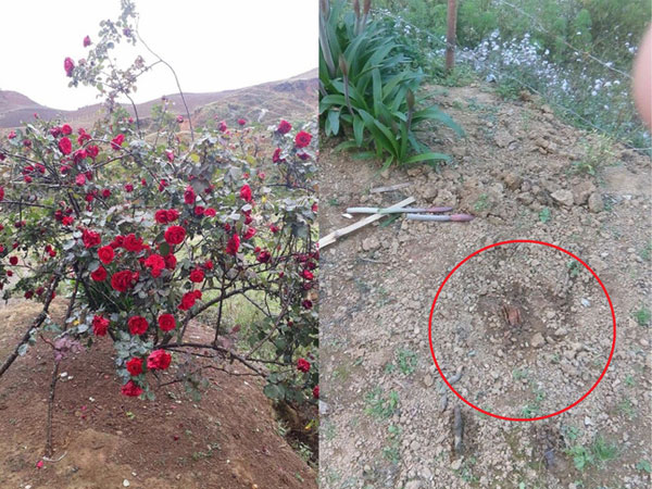 Cậu bé chăm sóc cây hoa hồng đắt giá suốt 10 năm để rồi bị người lạ đánh ô tô vào tận sân nhà ăn trộm