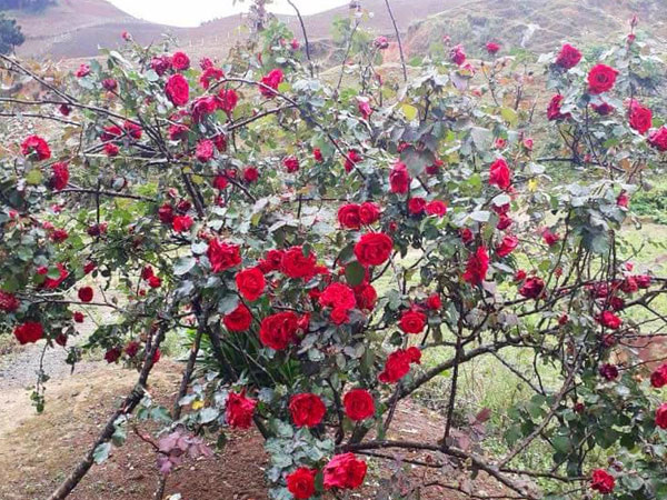 Xuất hiện thông tin mới vụ 'cây hoa hồng đắt giá bị người lạ đánh ô tô vào tận nhà cuỗm mất'