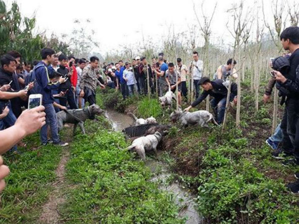 Chó săn và lợn rừng 'tử chiến': Hành động đầy phản cảm, gây nguy hiểm không thể chấp nhận