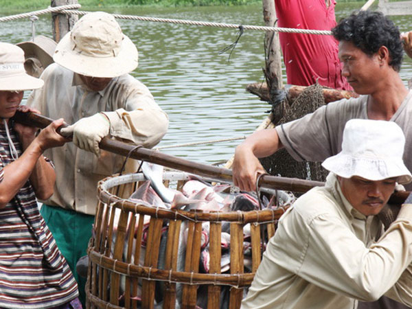 Farm Bill và thuế chống bán phá giá chặn đường cá tra vào Mỹ