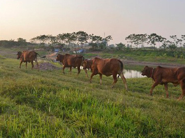 Nghi án anh em thầy giáo chém chết trẻ chăn bò