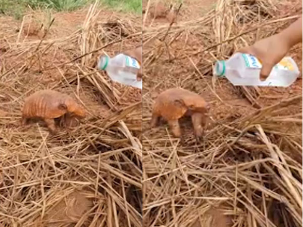 Sinh vật có tai như lợn, mai như rùa đến gần người xin nước uống