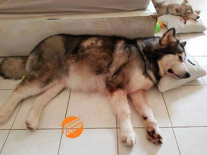 Câu chuyện cảm động về chú chó Alaska thông minh, cứu cả gia đình chủ trong đám cháy kinh hoàng tại chung cư ở Sài Gòn