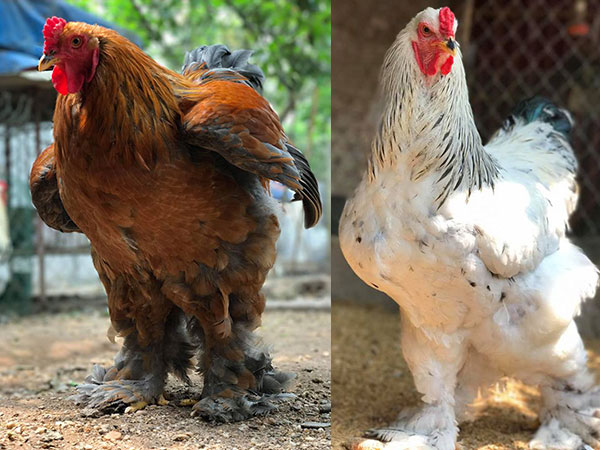 Gà khổng lồ 35 triệu/cặp: Cơn sốt hàng hiếm, dân chơi săn lùng