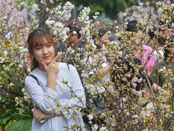 Lễ hội hoa anh đào bên hồ Gươm đông nghẹt du khách