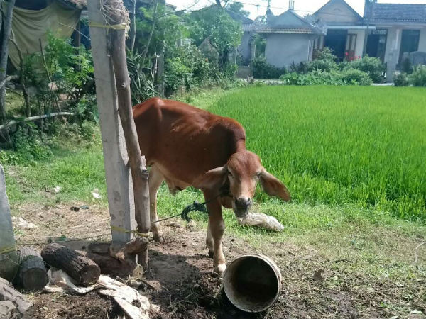 Bò giống 'lạc' vào nhà cán bộ xã ở Quảng Trị: Gầy yếu nên giết thịt